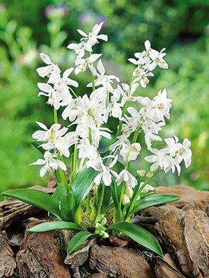 Пролеска сибирская Alba 6/7 (100 шт) - 1