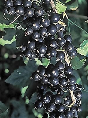 Смородина черная Юбилейная Копаня (1 шт) - 1