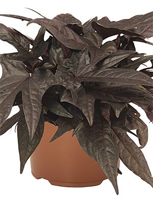 Ипомея (батат) FloraMia Black (3 шт) - 1