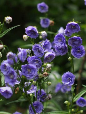 Колокольчик персиколистный La Belle Blue (1 шт)