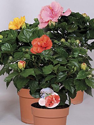 Гибискус китайский Fiori, смесь (3 шт) - 1