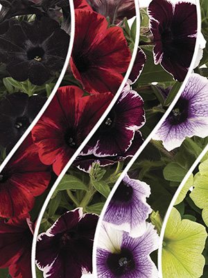 Петуния полуампельная Sweetunia, смесь (6 шт) - 1