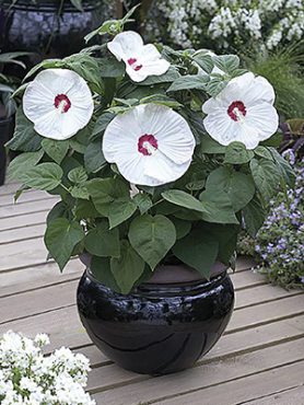 Гибискус болотный Luna White F1 (1 шт)