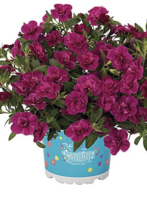 Калібрахоа гібридна Aloha Double Purple (3 шт) - 1