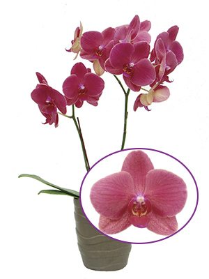 Фаленопсис гибридный Taida Passion Ruby (1 шт) - 1
