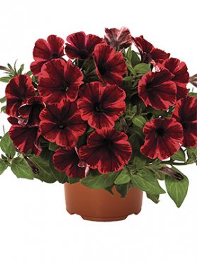 Петуния полуампельная Sweetunia Fiona Flash (3 шт)