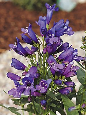 Пенстемон бородатый Pinacolada Violet Shades (1 шт) - 1