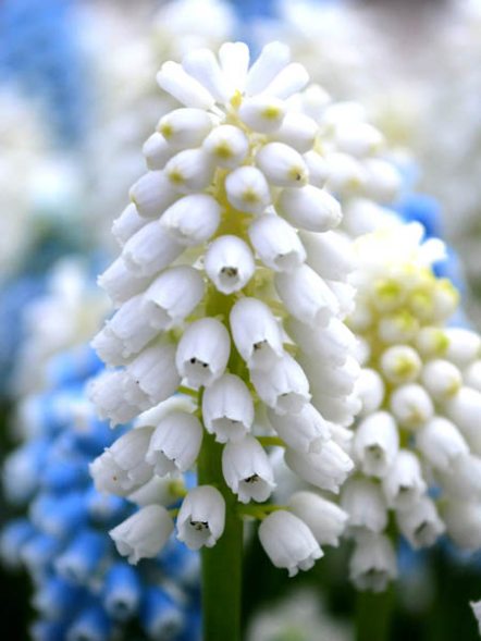 Мускари армянский White Magic 6/7 (20 шт) - 1