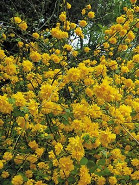 Керрия японська Pleniflora (1 шт)