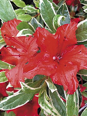 Рододендрон тупой Hot Shot Variegata (1 шт) - 1
