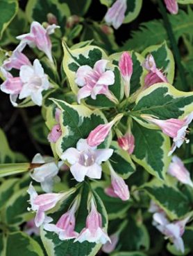 Вейгела цветущая Variegata (1 шт)
