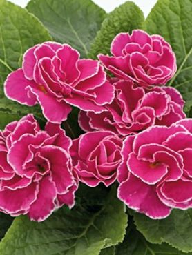 Примула обыкновенная Petticoat Pink F1 (3 шт)