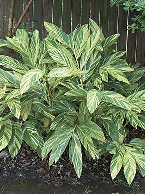 Альпінія звисаюча Variegated - 1