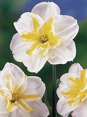 Нарциссы Разрезнокорончатые Lemon Beauty 10/12 (100 шт) - 1