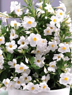 Дипладения Sundaville Classic White (1 шт)