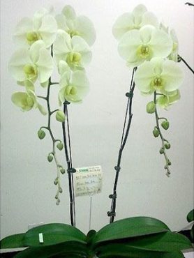 Фаленопсис гибридный Green Earth (1 шт)