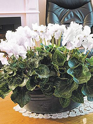 Цикламен Fleur En Vogue White F1 (1 шт)
