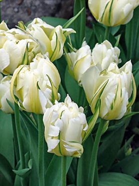 Тюльпаны Фостера Exotic Emperor 10/11 (3 шт)