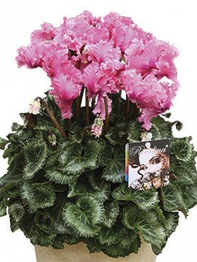 Цикламен Rocolina Light Pink F1 (1 шт)