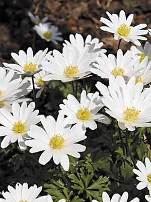 Ветреница нежная White Splendour 5+ (5 шт) - 1