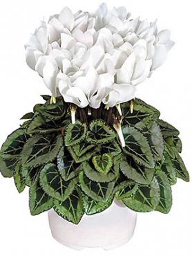 Цикламен Metis Decora Pure White Silverleaf F1                         (1 шт)