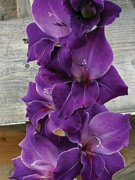 Гладиолус садовый Violetta (5 шт)
