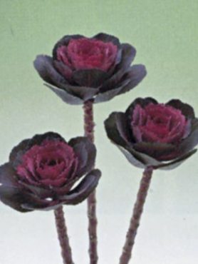 Капуста декоративна Crane Rose F1 (10 шт)