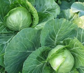 Капуста: выращивание на дачном участке с максимальной выгодой и вкусом
