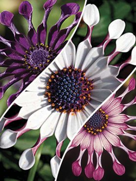 Остеоспермум FlowerPower Spider, mix (6 шт)