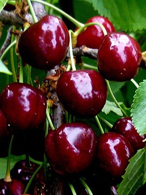 Черешня Китаевская черная (1 шт) - 1