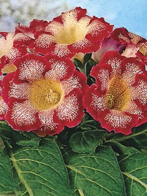 Глоксиния прекрасная Tigrina Red 4/5 (1 шт) - 1