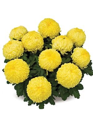 Хризантема кімнатні Clotidou (3 шт) - 1