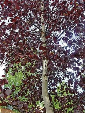 Береза бородавчаста Purpurea (1 шт)