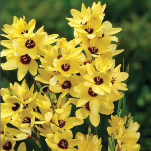 Іксія Yellow Emperor (10 шт)
