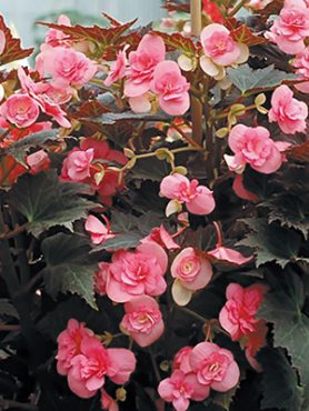 Бегония вечноцветущая Double Dark Pink (Р12) (1 шт)