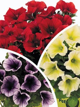 Петуния крупноцветковая Potunia, смесь (3 шт)