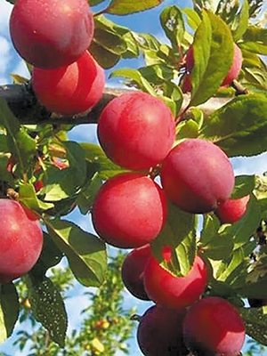 Алича Рубінова (1 шт) - 1