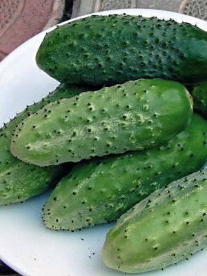 Огурец Бочковой засолочный (0,5 г) - 1