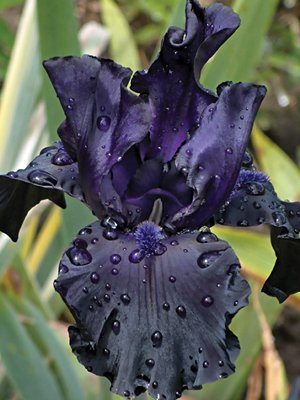 Ирисы высокие бородатые Black Dragon (1 шт) - 1
