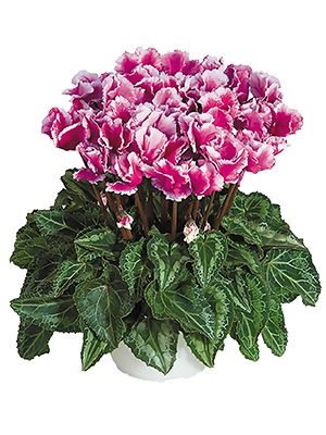 Цикламен среднецветковый Premium Abanico Violet F1 (1 шт) - 1