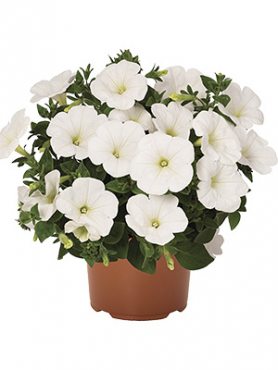 Петуния полуампельная Sweetunia White (3 шт)
