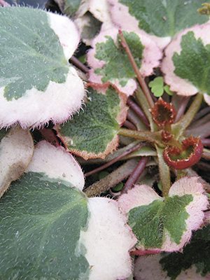 Ломикамінь плетеносная Variegata (1 шт)