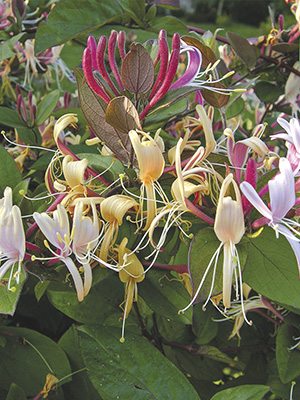 Жимолость японська Chinensis (1шт)