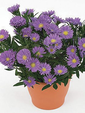 Астра новобельгийская LTD Magic Lavender (1 шт)
