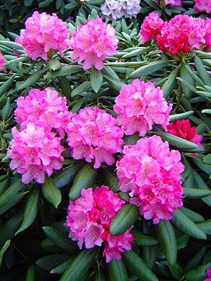 Рододендрон якушиманский Kalinka (1 шт) - 1