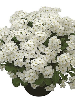 Арабис кавказский Alabaster (1 шт) - 1