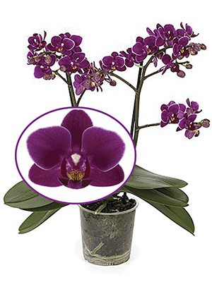 Фаленопсис гибридный Purple Princess (1 шт)
