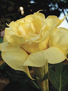 Бругмансия Double Yellow (1 шт)