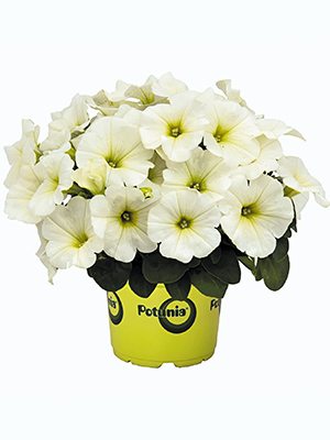 Петунія гібридна Potunia Plus White (1 шт) - 1