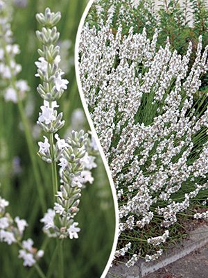 Лаванда узколистная Edelweiss (1 шт) - 1